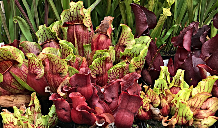 Sarracenia