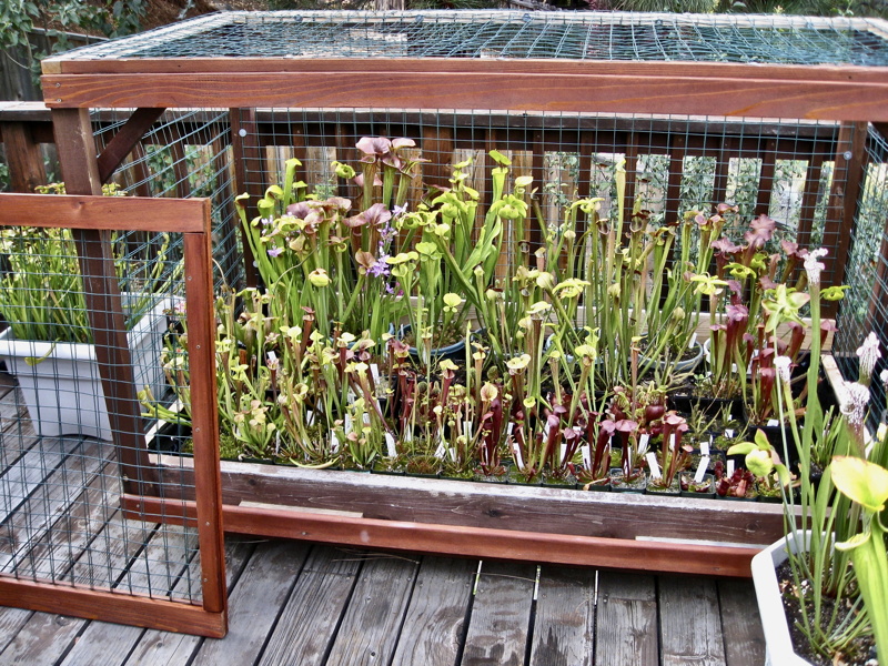 Sarracenia in cage