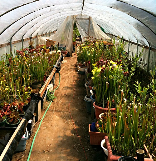 Sarracenia cold greenhouse