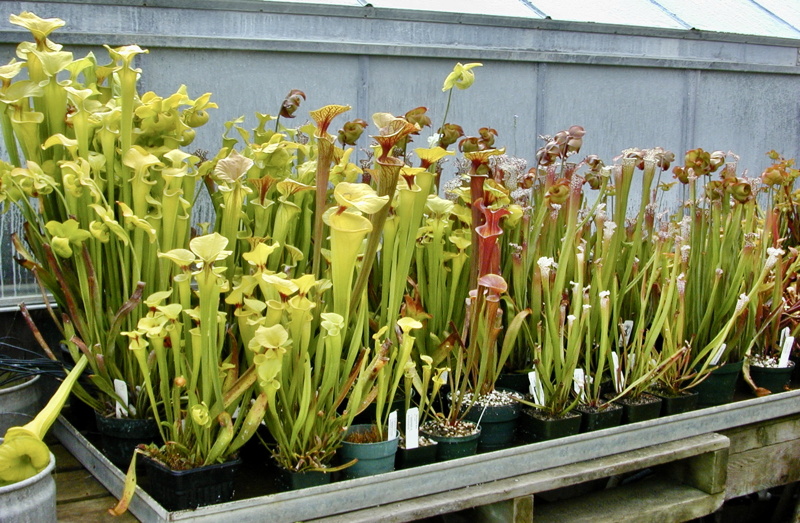 Growing Sarracenia 