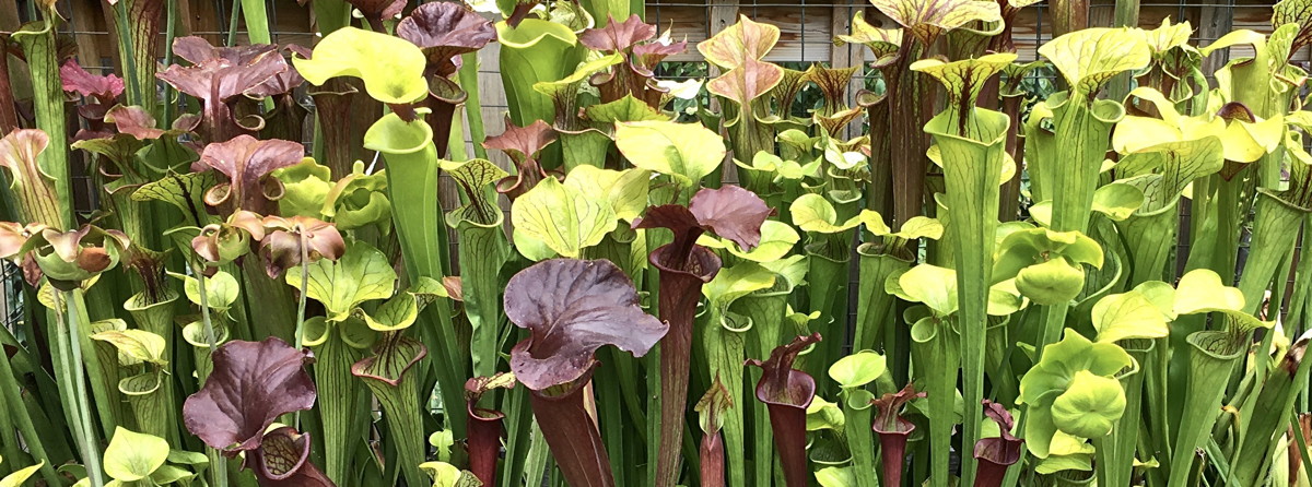 Sarracenia