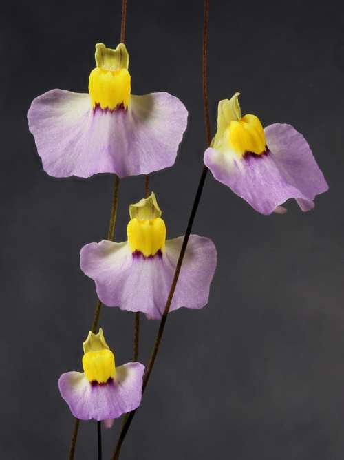 Utricularia bisquamata