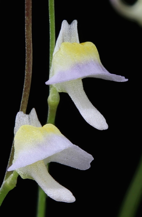 Utricularia bisquamata