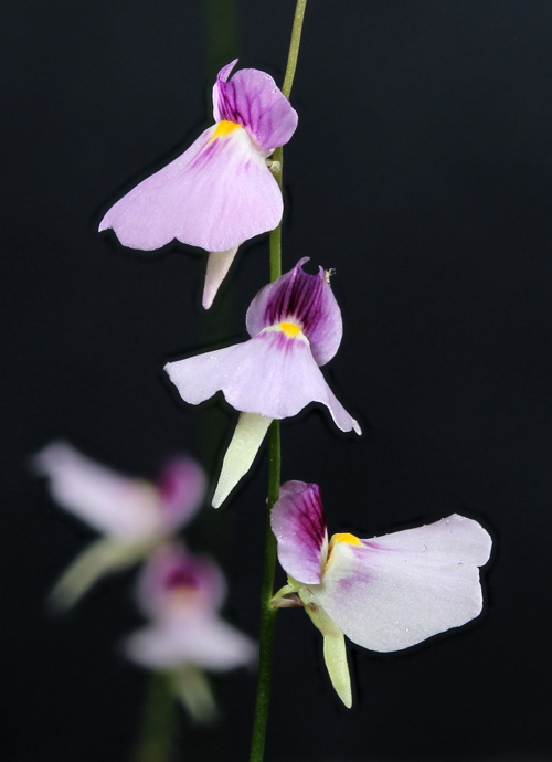 Utricularia blanchetii