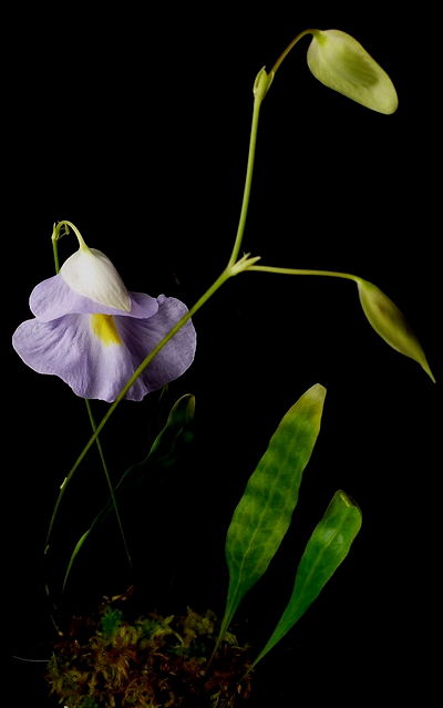 Utricularia endresii