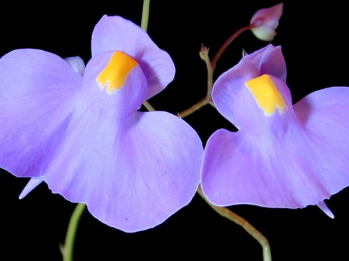 Utricularia longifolia