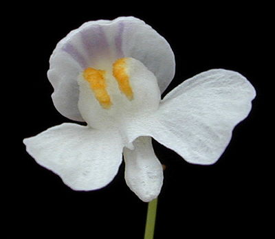 Utricularia nephrophylla