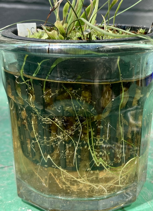 Utricularia praelonga