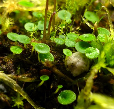 Utricularia pubescens