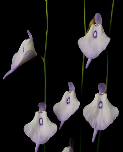 Utricularia pubescens