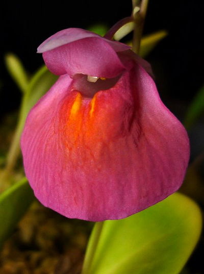 Utricularia quelchii