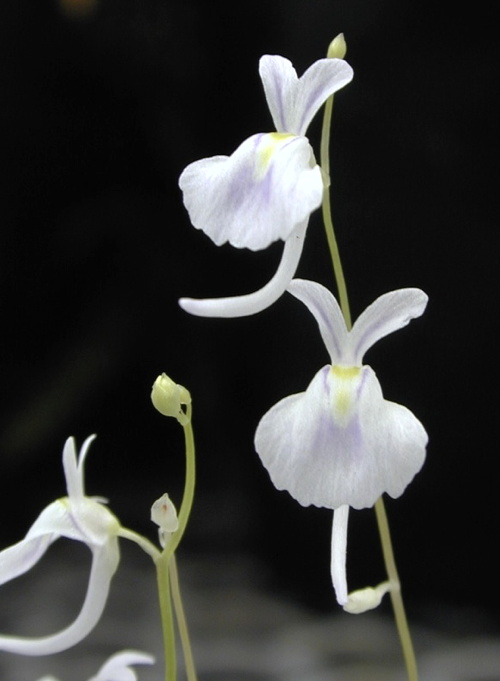 Utricularia sandersonii