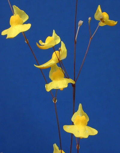 Utricularia subulata