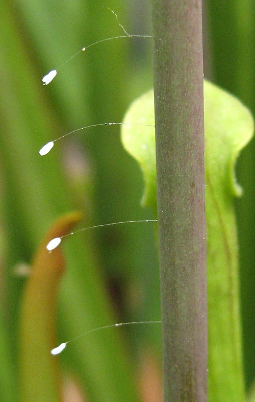 Lacewing Eggs