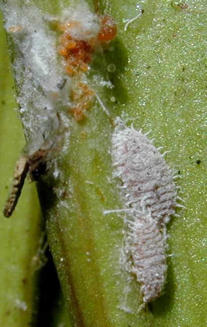 mealybug