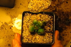 Cephalotus plant