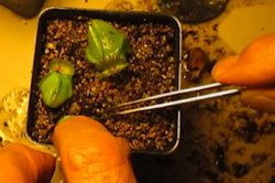 Cephalotus leaf pullings