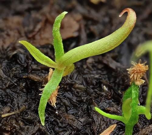 Darlingtonia sprouts