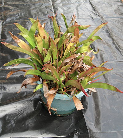 Sarracenia plant