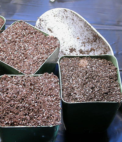 Pots of soil