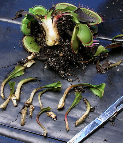 VFT leaf pullings