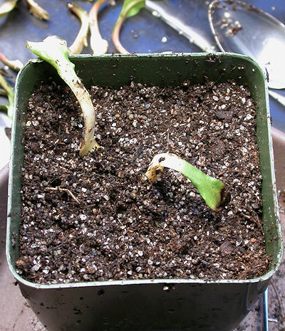 VFT leaf pullings to pot
