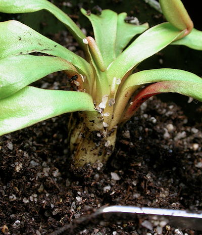 Planting close up