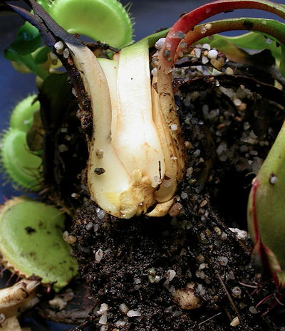 VFT rhizome