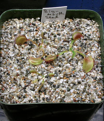 VFT seedlings 2