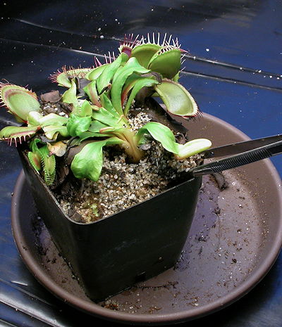 VFT unpotting