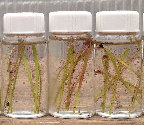 Leaf cuttings in jars