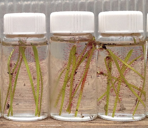 Leaf cuttings in jars