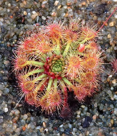 Drosera allantostigma