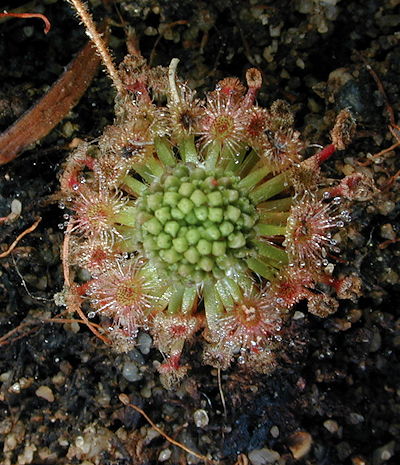 Drosera roseana