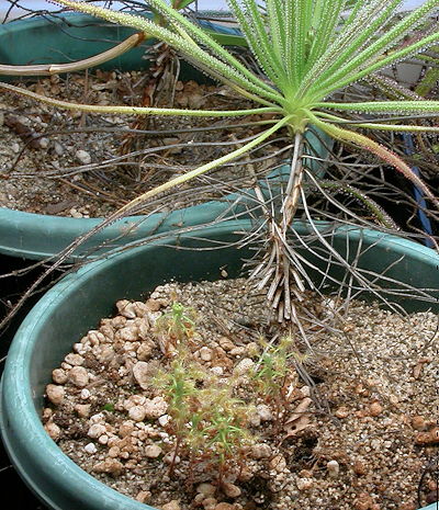 Pygmies with Dewy Pine