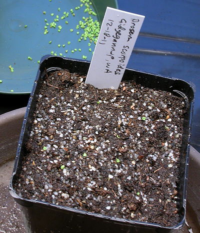 Gemmae planted