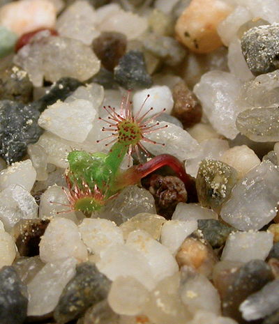 Gemmae sprouting