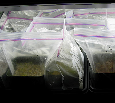 Bagged seed pots