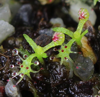 Drosera capensis