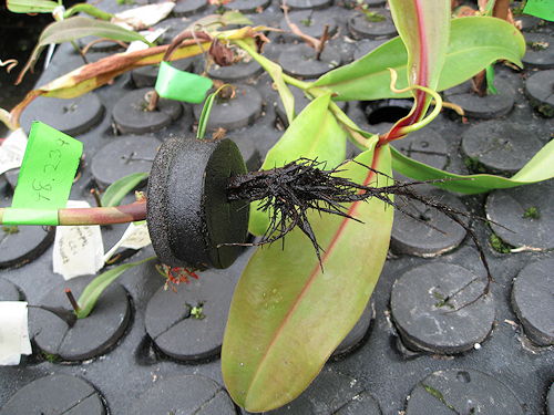 Aeroponic roots