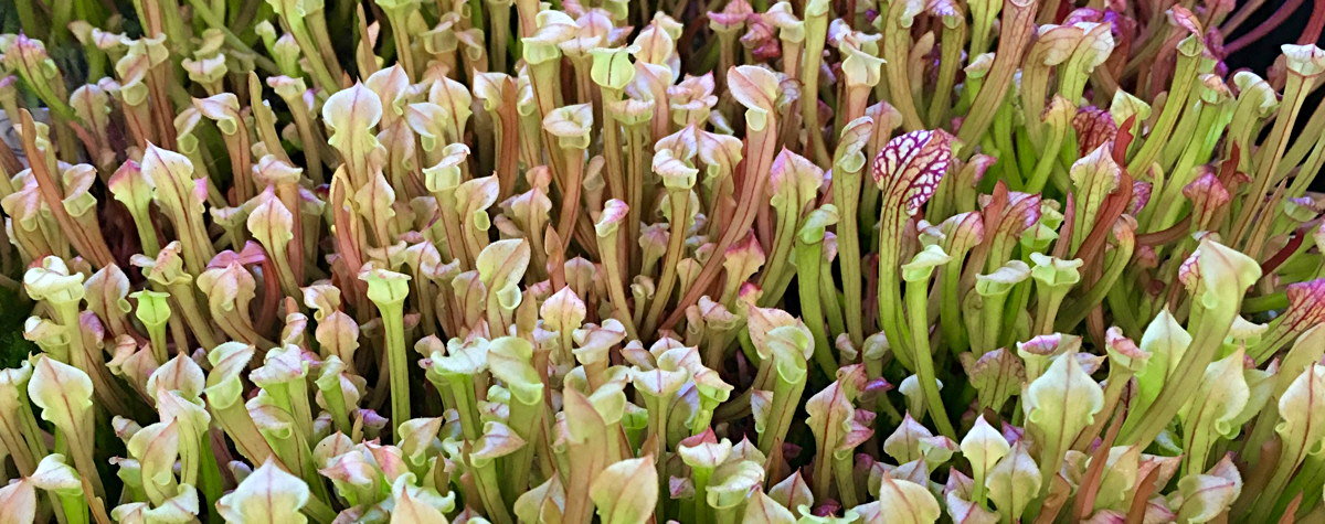 Sarracenia seedlings