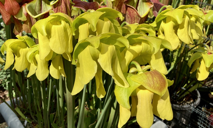 Growing Sarracenia from Seed | ICPS