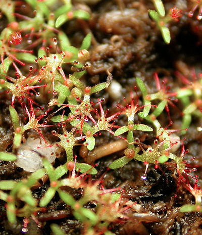 Drosera aliciae seedlings