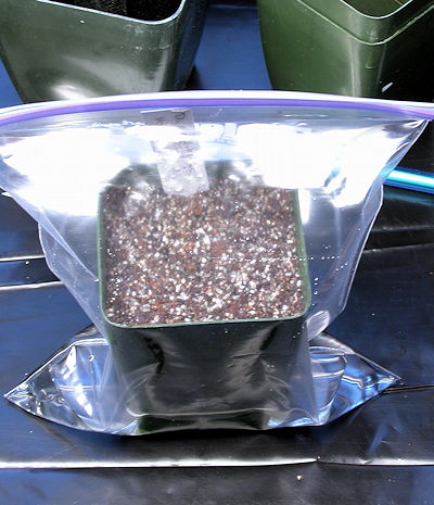 Seeds in bag