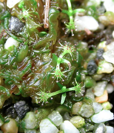 Seedlings close up