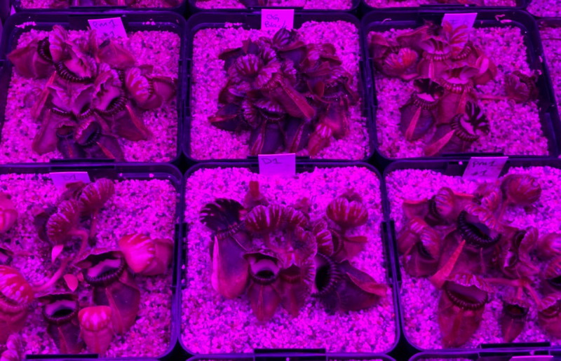 Blue/Red Panel on Cephalotus