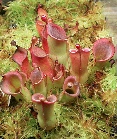 Sphagnum overgrowing Heliamphora
