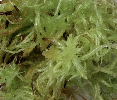 Live Sphagnum