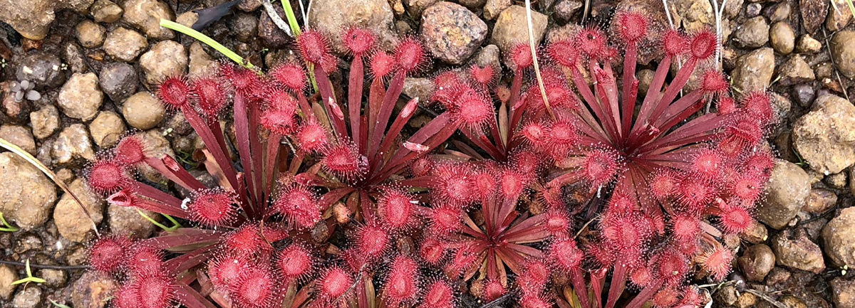 Drosera serpens