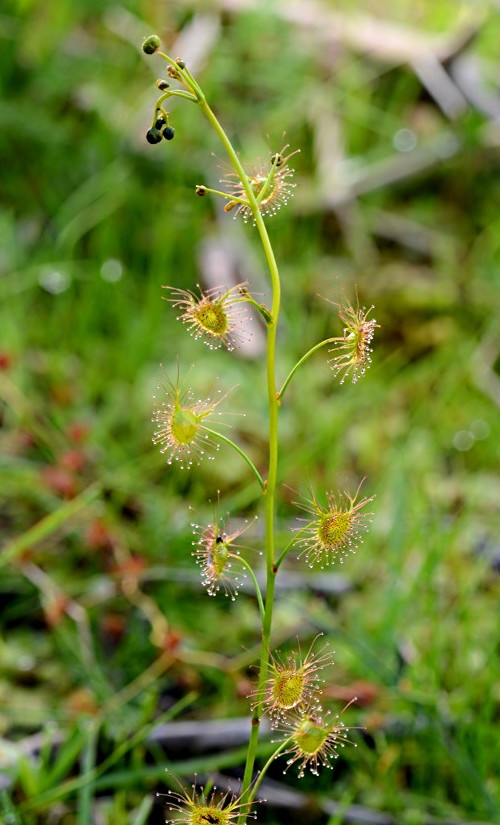 Drosera auriculata